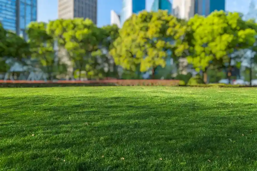 Experienced Commercial Landscaping Independence KY