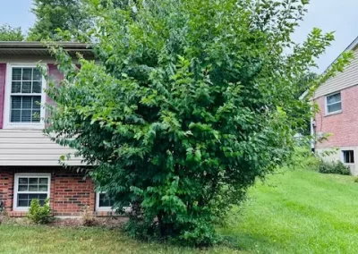 Professional Landscape Contractor (2)